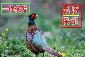 做電子商務，淘寶代發(fā)貨好做嗎？