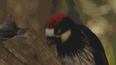 啄木鳥意大利語(yǔ)（啄木鳥是哪個(gè)國(guó)家的鳥）