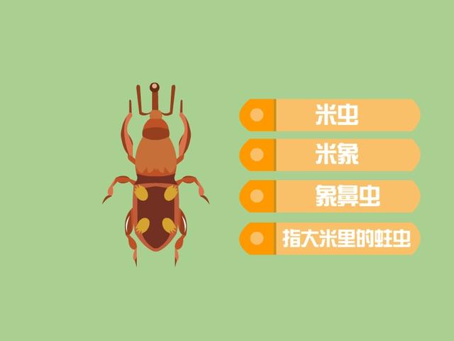 小蟲(chóng)米子電視?。ㄐ∠x(chóng)米子蟲(chóng)姐是誰(shuí)）