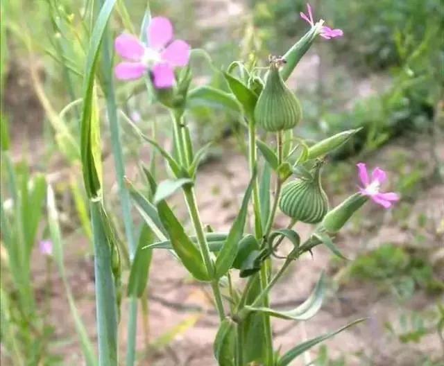 面條圖片大全，野生面條菜圖片？