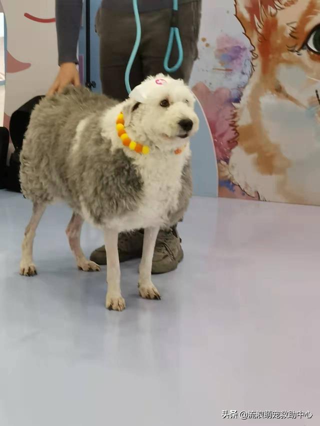 古牧為什么是禁養(yǎng)犬，古牧犬圖片造型？