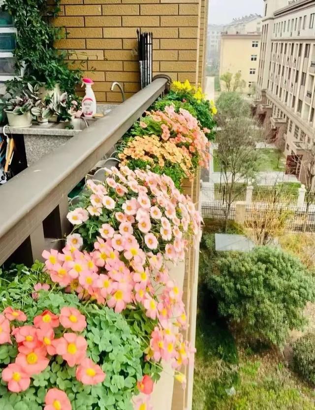 鬧羊花多少錢一斤，鬧羊花多少錢一公斤？