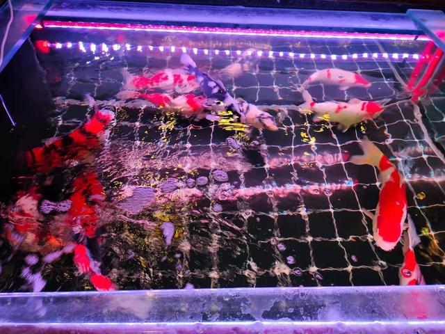 水族箱，迷你的魚(yú)缸？