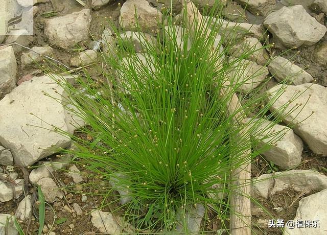 丁草胺能除草嗎，丁草胺的使用范圍？