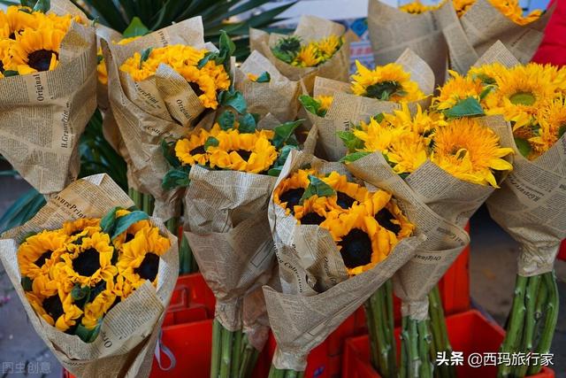 南京什么地方賣水仙花（南京仙林花鳥(niǎo)市場(chǎng)在哪里）