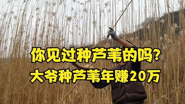 哪里供應(yīng)批發(fā)蘆葦苗，本地蘆葦苗批發(fā)廠家電話？