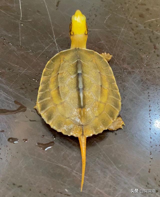 甲魚苗多少錢一斤 哪里有批發(fā)的，100只甲魚苗多少錢？