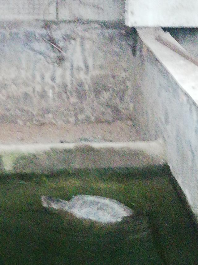 半斤左右的甲魚苗多少錢一只，250克甲魚苗多少錢一斤？