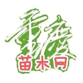 水生植物批發(fā)種植基地在哪里，水生植物批發(fā)種植基地地址？