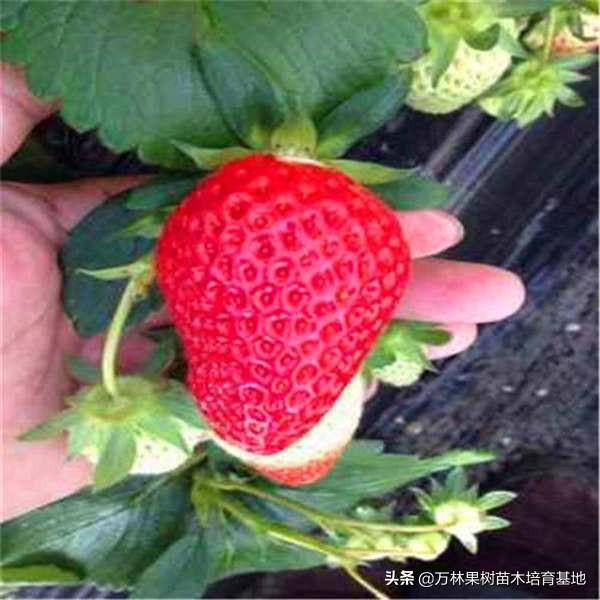 草莓苗批發(fā)市場，草莓苗批發(fā)？
