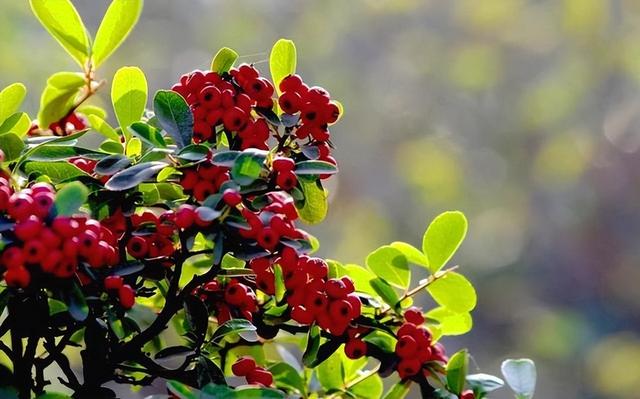 哪里有火棘苗生產(chǎn)基地，哪里有火棘苗生產(chǎn)基地賣？