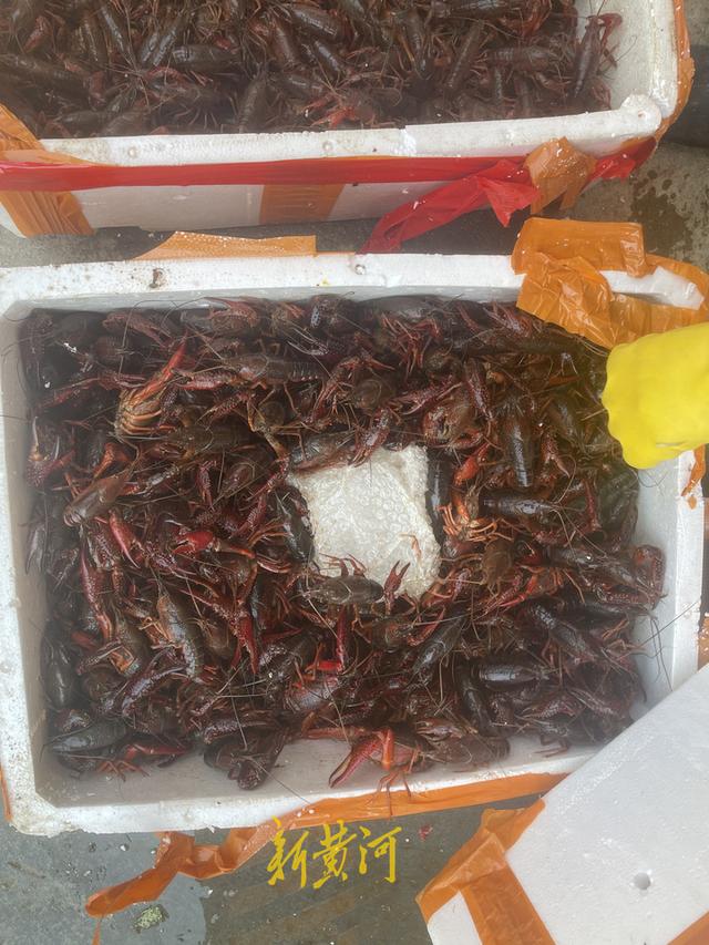 西安小龍蝦多少錢一斤批發(fā)市場(chǎng)價(jià)格，龍蝦批發(fā)8一10元一斤？