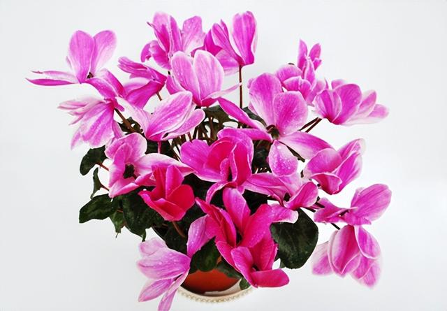 塑料花盆廠家批發(fā)市場在哪，塑料花盆廠家批發(fā)市場電話？
