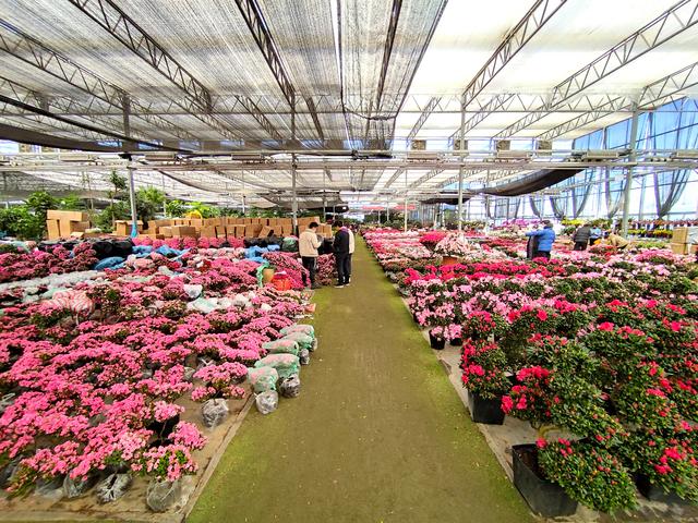 便宜花盆批發(fā)基地在哪里，便宜花盆批發(fā)基地在哪里有？