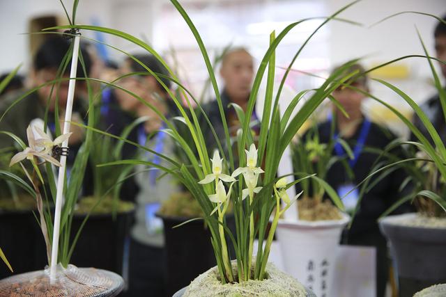 最便宜的蘭花批發(fā)市場，最便宜的蘭花批發(fā)？