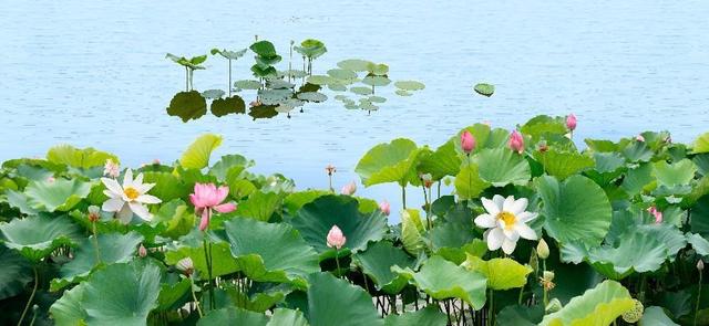 水生植物批發(fā)種植基地，水生植物批發(fā)種植基地成都？