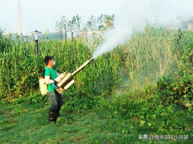 大型蘆葦苗批發(fā)廠家，供應(yīng)蘆葦苗廠家電話？