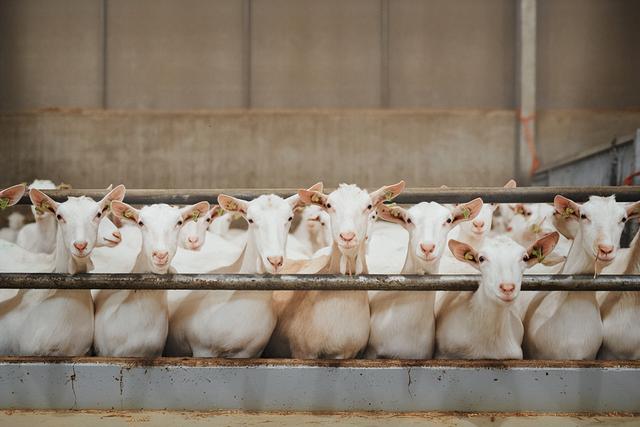 育肥羊飼料批發(fā)廠家，育肥羊飼料批發(fā)廠家電話？