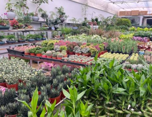 上海綠植批發(fā)基地，上海綠植批發(fā)基地在什么地方？