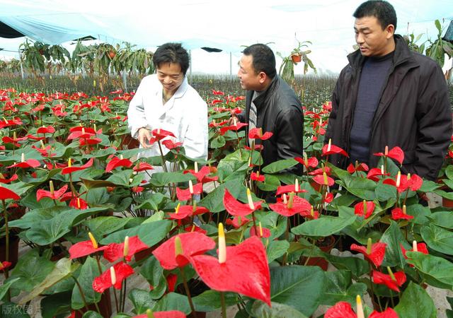 花卉批發(fā)市場進貨渠道，花卉批發(fā)市場進貨渠道地址？