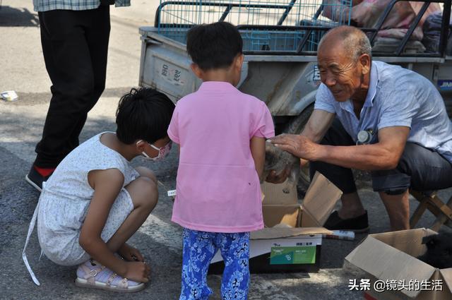 買小狗10元一只小型的，批發(fā)買小狗10元一只