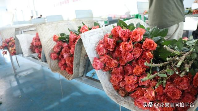 溫州批發(fā)鮮花去哪里進(jìn)貨，批發(fā)鮮花去哪里進(jìn)貨固鎮(zhèn)