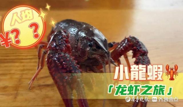 小龍蝦哪里批發(fā)最便宜電話號碼，那里小龍蝦批發(fā)便宜？