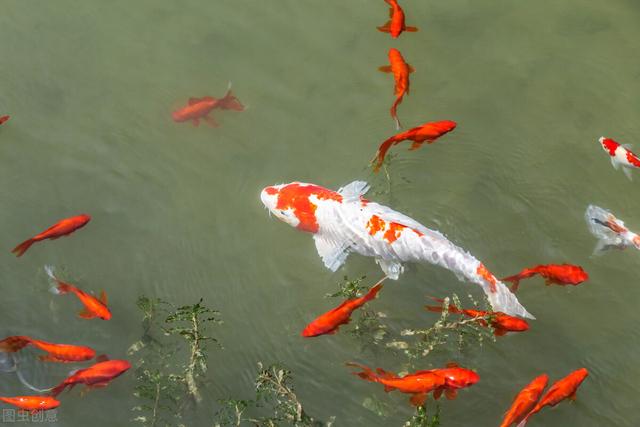觀賞魚(yú)魚(yú)缸批發(fā)市場(chǎng)，觀賞魚(yú)缸批發(fā)價(jià)格？