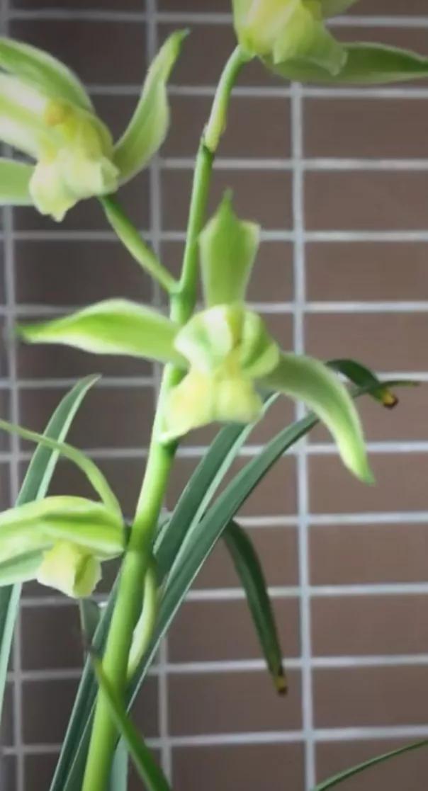 蘭花批發(fā)基地在哪里_，蘭花批發(fā)網(wǎng)？
