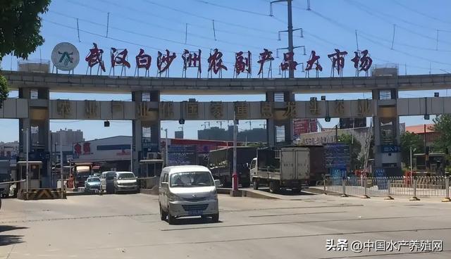 水產(chǎn)品批發(fā)市場在哪里，成都水產(chǎn)品批發(fā)市場在哪里？