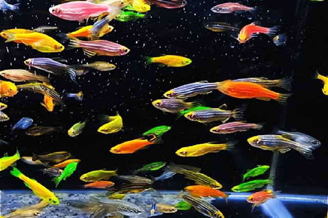 魚(yú)缸批發(fā)哪里有，哪里有賣觀賞魚(yú)缸的地方？