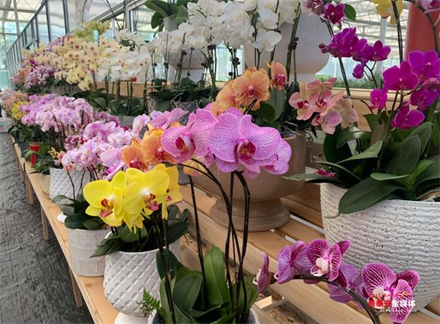 花卉市場(chǎng)批發(fā)在哪里，附近花卉市場(chǎng)批發(fā)在哪里？