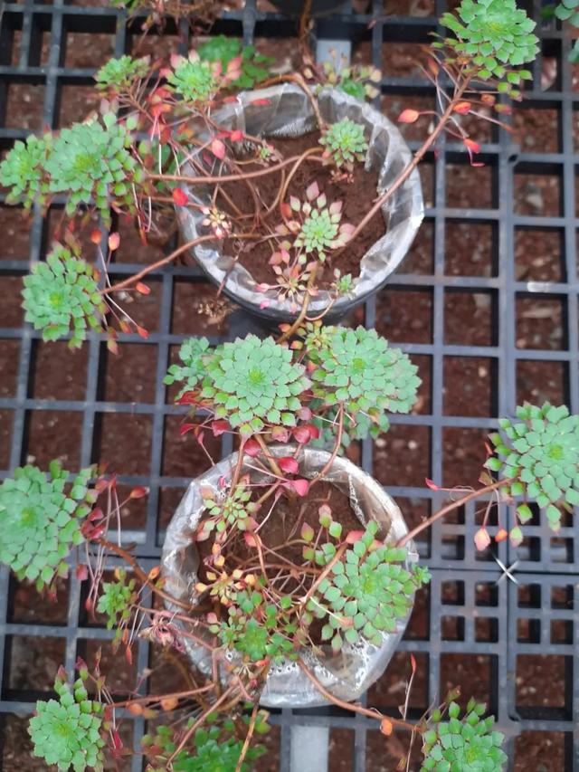 水生植物批發(fā)種植基地在哪里，水生植物批發(fā)種植基地地址？