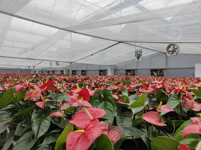 花卉批發(fā)商該去哪里進(jìn)貨北京，北京花卉批發(fā)市場(chǎng)進(jìn)貨渠道？