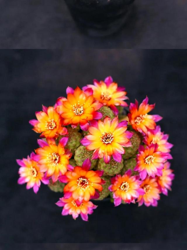 哪里有月季花苗批發(fā)的市場(chǎng)，哪里有月季花苗賣？