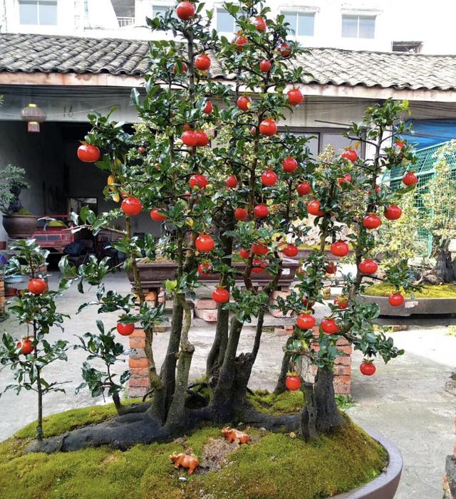 金彈子盆景批發(fā)基地哪里有，金彈子盆景基地批發(fā)價(jià)格？