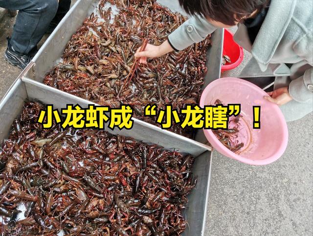 四川龍蝦價格，成品龍蝦批發(fā)價錢一斤？