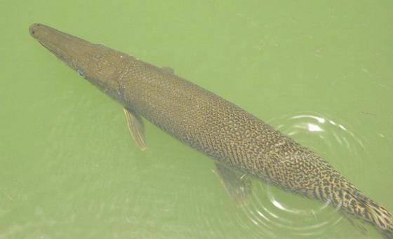 汕頭批發(fā)觀賞魚(yú)市場(chǎng)，汕頭賣魚(yú)去哪里批發(fā)？