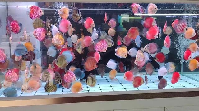 汕頭哪里賣觀賞魚(yú)，觀賞魚(yú)批發(fā)市場(chǎng)進(jìn)貨？