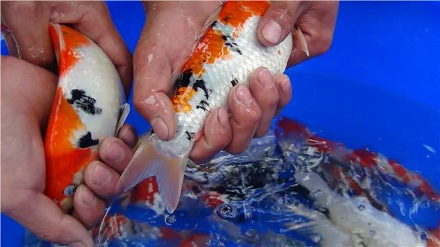 觀賞魚批發(fā)商該去哪里進(jìn)貨，汕頭淡水魚批發(fā)市場(chǎng)在哪？
