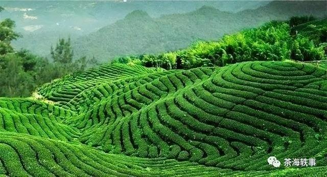 綠茶批發(fā)市場在哪里，綠茶批發(fā)市場在哪里最好？