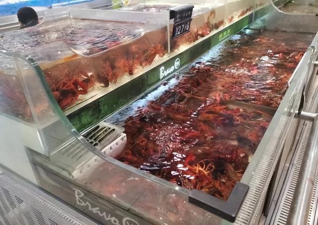 成都龍蝦多少錢一斤，龍蝦批發(fā)8一10元一斤？