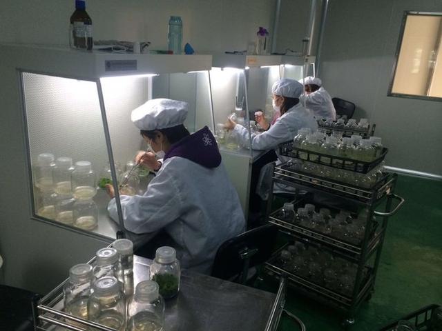 安丘草莓苗批發(fā)市場，廣州草莓苗批發(fā)市場？