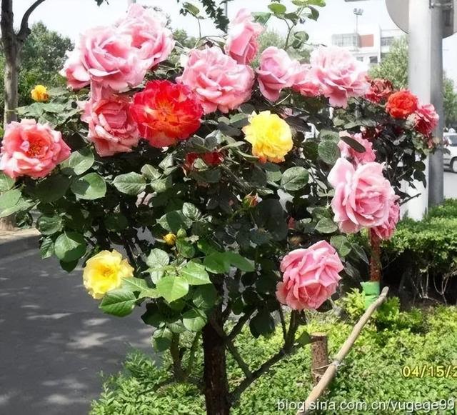 哪里批發(fā)月季苗桂林，桂林月季種植基地？