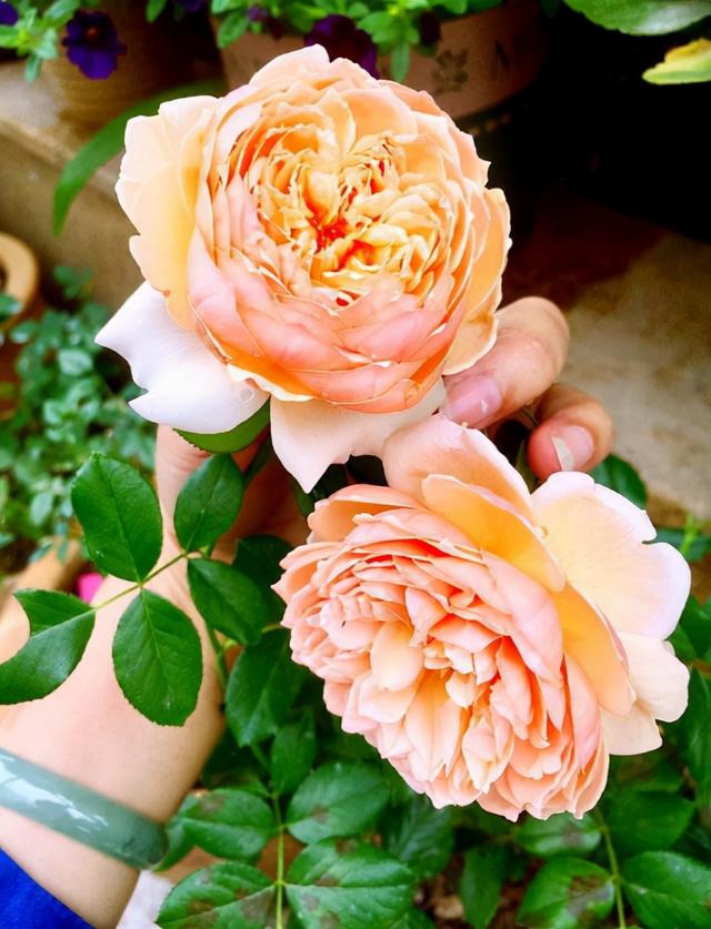 哪里有月季花苗批發(fā)的，哪里有月季花苗批發(fā)的地方？