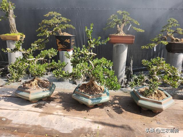 金彈子盆景批發(fā)市場，哪里有賣金彈子盆景？