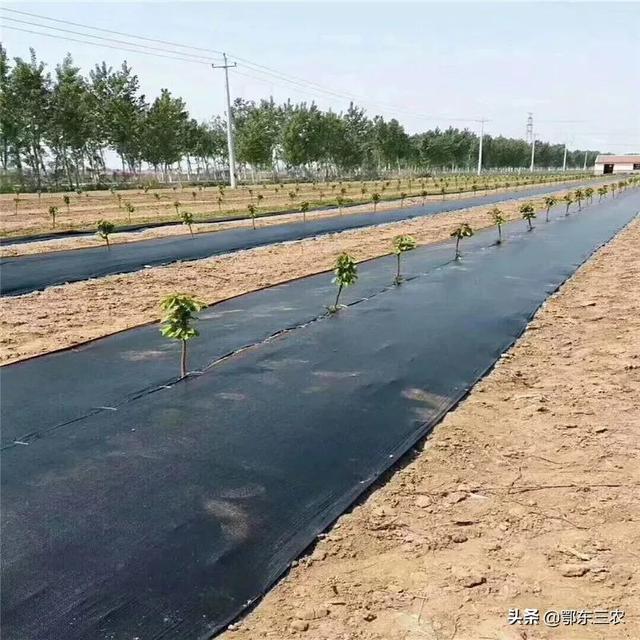 防草布批發(fā)廠家，防草布批發(fā)廠家電話？
