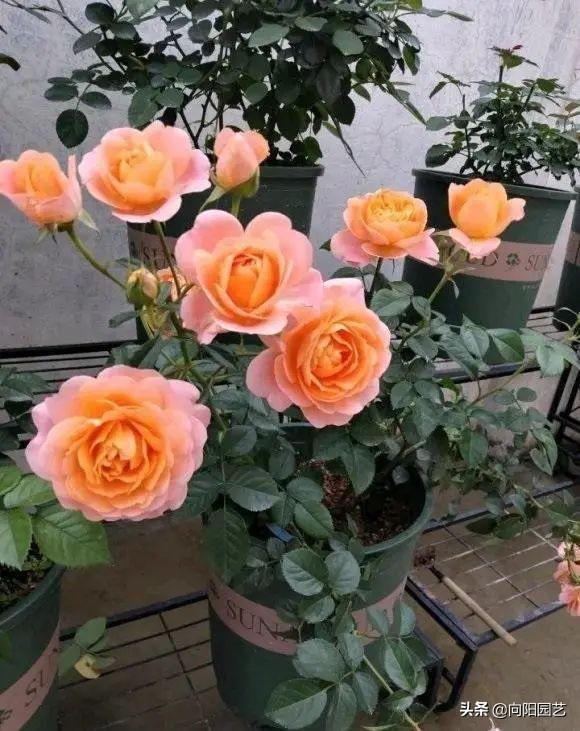 哪里有月季花苗批發(fā)的市場，哪里有月季花苗賣？