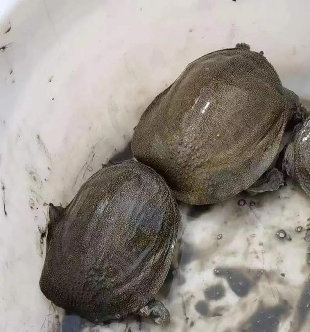 甲魚綜合批發(fā)求購信息，甲魚綜合批發(fā)求購信息網(wǎng)？