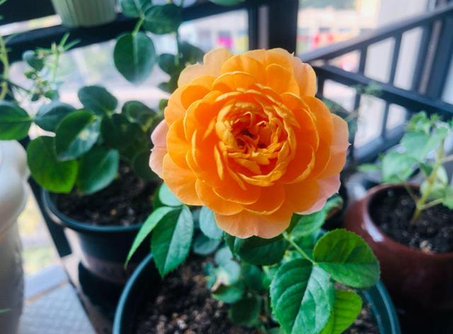 月季花種苗批發(fā)，月季花苗批發(fā)零售？
